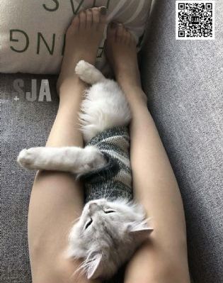 大漠苍狼小说全文免费阅读_高清高清视频观看